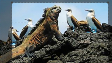 Evolution: Guida TV  - TV Sorrisi e Canzoni
