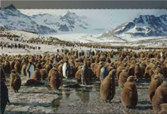 Frozen Planet II - I Diari: Guida TV  - TV Sorrisi e Canzoni