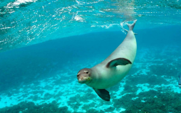 Sonno segreto, la foca monaca del Mediterraneo: Guida TV  - TV Sorrisi e Canzoni