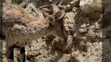Wildest India: Guida TV  - TV Sorrisi e Canzoni