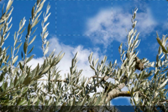 Santa Messa per la domenica delle Palme e recita dell'Angelus: Guida TV  - TV Sorrisi e Canzoni