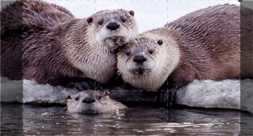 Wild Yellowstone: Guida TV  - TV Sorrisi e Canzoni