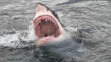 Squali: attacco in Brasile: Guida TV  - TV Sorrisi e Canzoni
