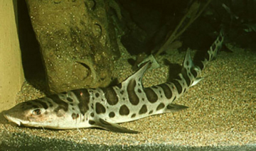 Alla ricerca dello squalo leopardo: Guida TV  - TV Sorrisi e Canzoni