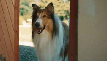 Lassie - Una nuova avventura: Guida TV  - TV Sorrisi e Canzoni