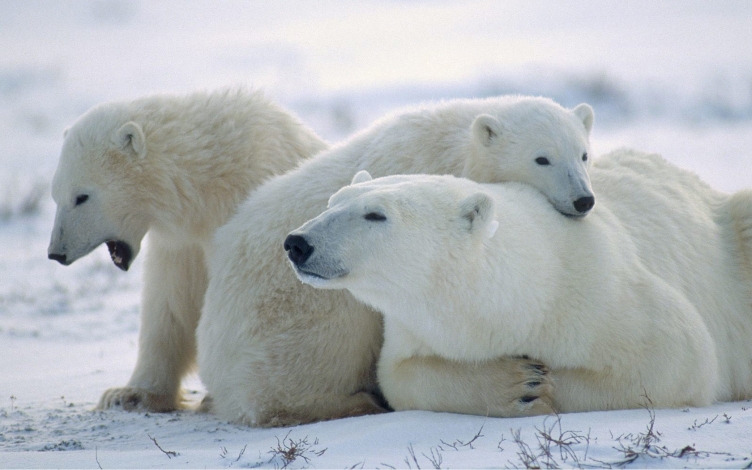Ice Bear: il re dei ghiacci: Guida TV  - TV Sorrisi e Canzoni