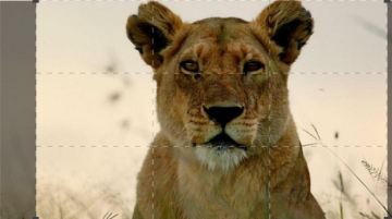 Dynasties II - I Diari: Guida TV  - TV Sorrisi e Canzoni