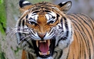 Storie dallo Zoo: Guida TV  - TV Sorrisi e Canzoni