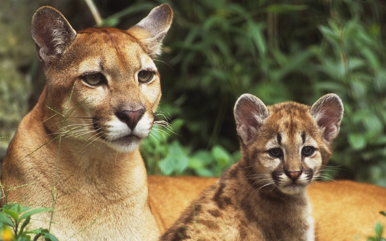 Leoni: predatori urbani: Guida TV  - TV Sorrisi e Canzoni