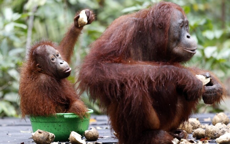 Un'isola per gli oranghi: Guida TV  - TV Sorrisi e Canzoni