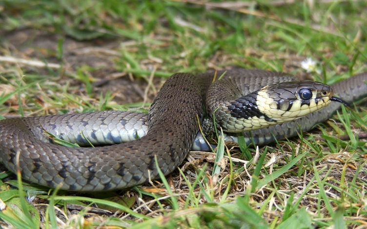 Il bello dei serpenti: Guida TV  - TV Sorrisi e Canzoni