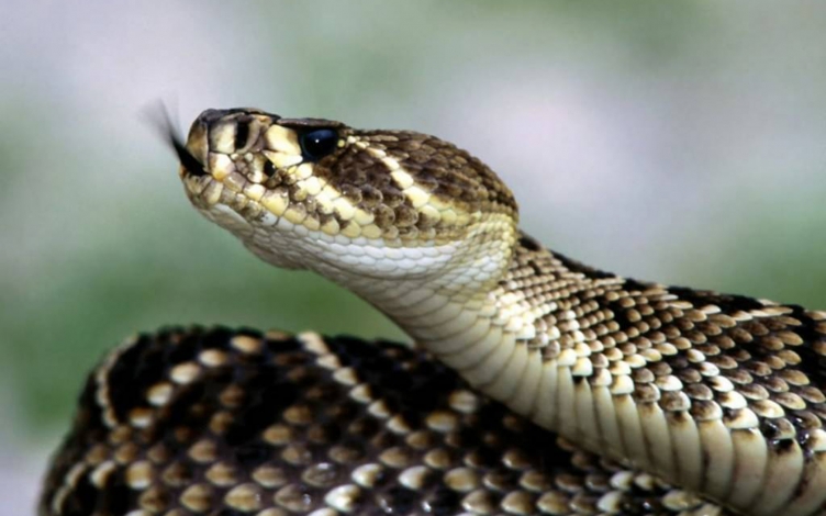 Natural World: serpenti fatali: Guida TV  - TV Sorrisi e Canzoni