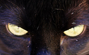 Oggi è - Festa nazionale del gatto: Guida TV  - TV Sorrisi e Canzoni