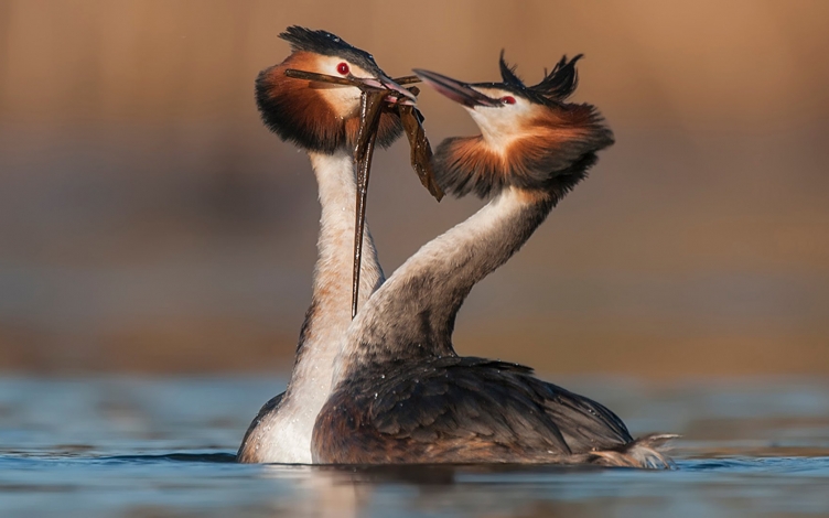 Love Is In the Wild: Guida TV  - TV Sorrisi e Canzoni