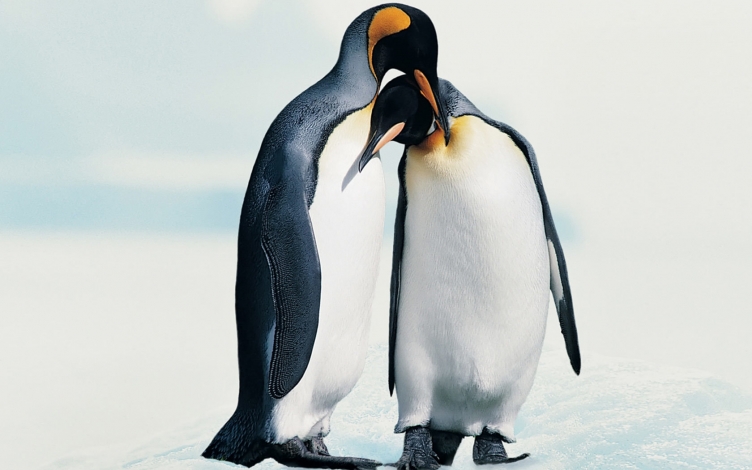L'impero dei pinguini: Guida TV  - TV Sorrisi e Canzoni