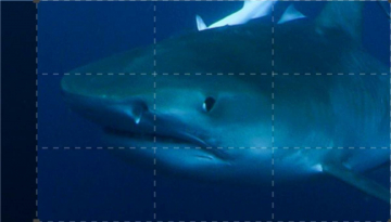 La costa dei predatori: Guida TV  - TV Sorrisi e Canzoni