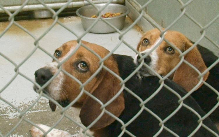Cane e padrone: Guida TV  - TV Sorrisi e Canzoni