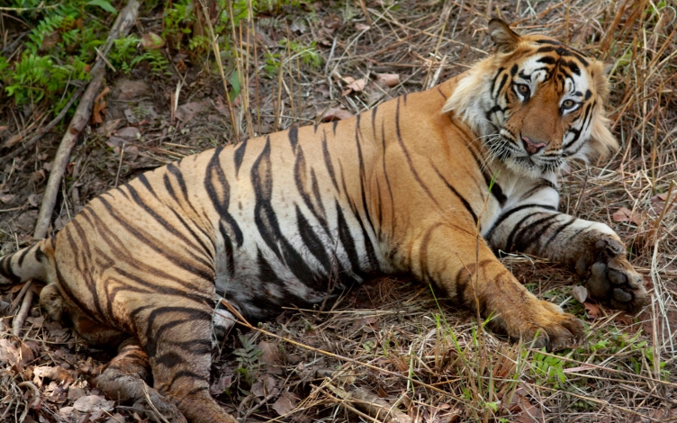 Una tigre in fuga: Guida TV  - TV Sorrisi e Canzoni