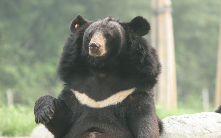 L'orso della Luna: Guida TV  - TV Sorrisi e Canzoni