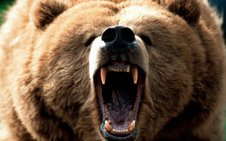 Animals behaving worse: Guida TV  - TV Sorrisi e Canzoni