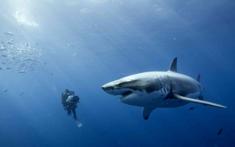Shark Island: sotto assedio: Guida TV  - TV Sorrisi e Canzoni
