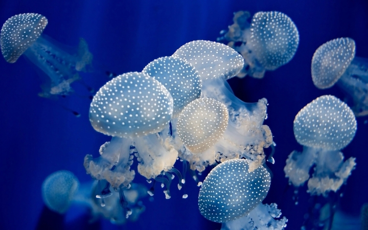 L'invasione delle meduse: Guida TV  - TV Sorrisi e Canzoni