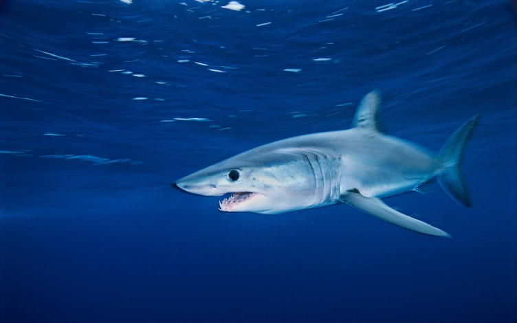 Monster mako: il super squalo: Guida TV  - TV Sorrisi e Canzoni