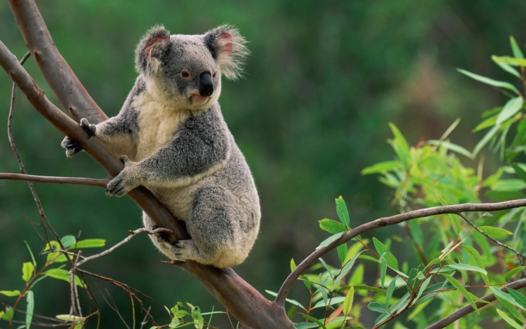 Capolavori della natura: Guida TV  - TV Sorrisi e Canzoni