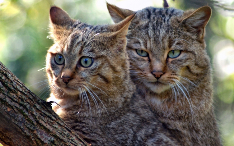 Il Gatto selvatico: Guida TV  - TV Sorrisi e Canzoni