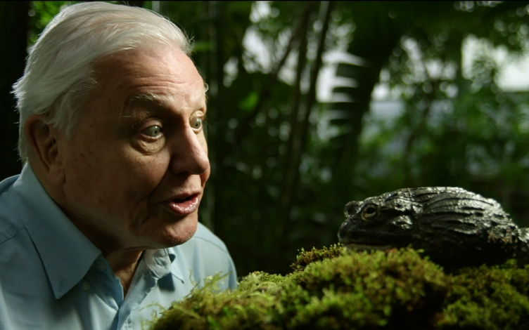 Le ali del paradiso con D. Attenborough: Guida TV  - TV Sorrisi e Canzoni