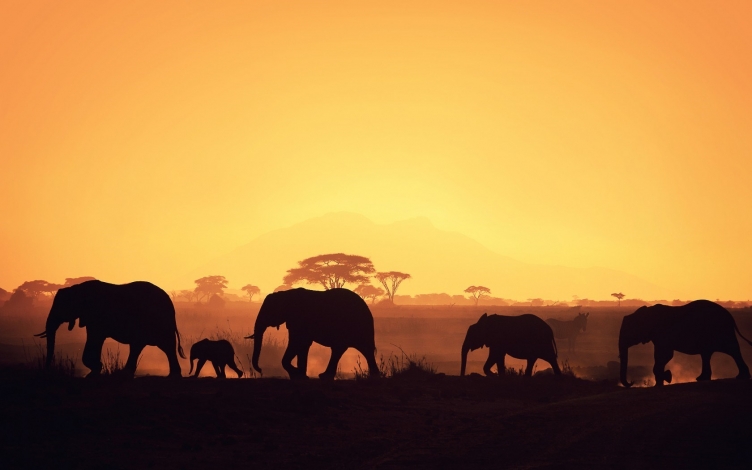 Africa e Liberta': Guida TV  - TV Sorrisi e Canzoni
