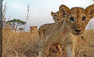 Serengeti: Guida TV  - TV Sorrisi e Canzoni