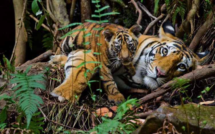 Big Cat Month: Guida TV  - TV Sorrisi e Canzoni