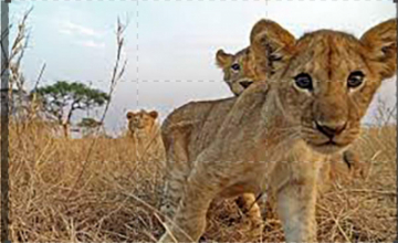 Serengeti: Guida TV  - TV Sorrisi e Canzoni