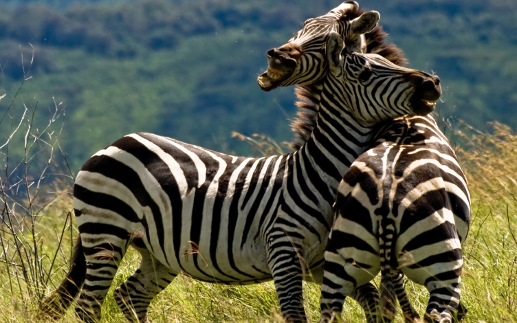 Il regno delle zebre: Guida TV  - TV Sorrisi e Canzoni