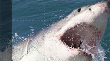 Il gigande degli oceani: Guida TV  - TV Sorrisi e Canzoni