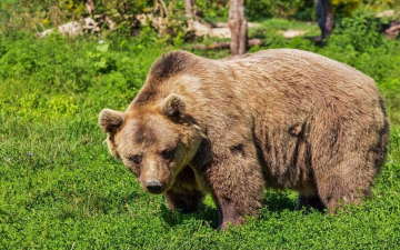Salviamo l'orso: Guida TV  - TV Sorrisi e Canzoni
