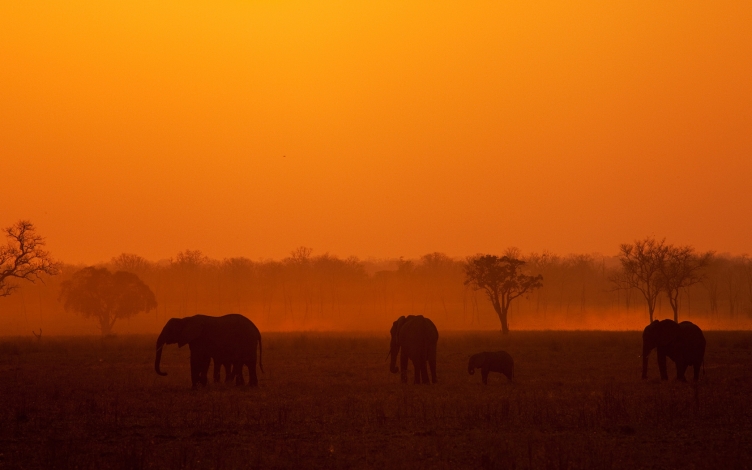 Africa: regno insanguinato: Guida TV  - TV Sorrisi e Canzoni
