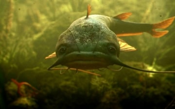 Pesce gatto: terrore in acqua: Guida TV  - TV Sorrisi e Canzoni