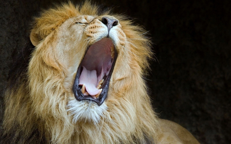 Mega hunters: Guida TV  - TV Sorrisi e Canzoni