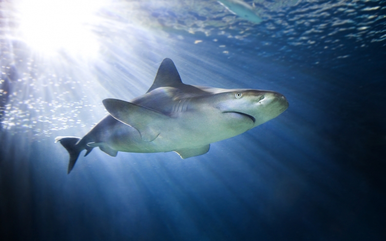 Mostri dell'oceano: Guida TV  - TV Sorrisi e Canzoni