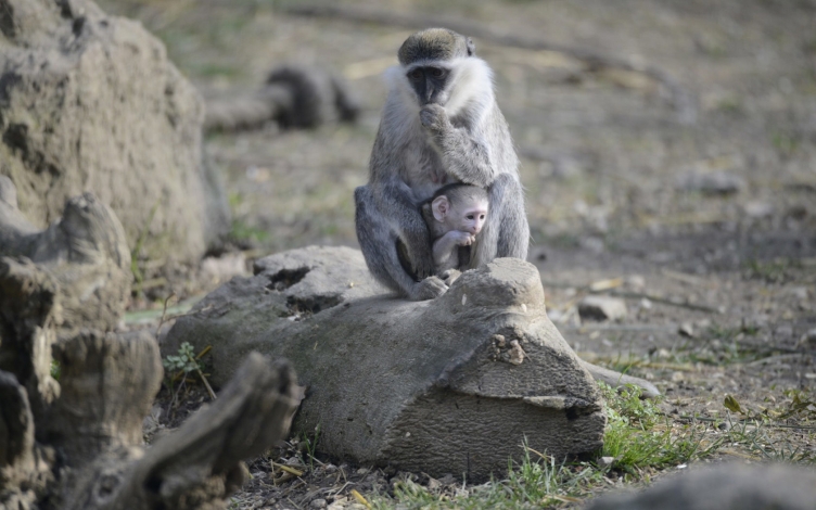 Street Monkeys. Guerra tra bande: Guida TV  - TV Sorrisi e Canzoni