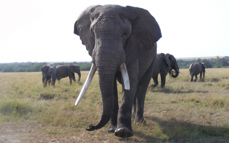 Il piccolo gigante del Kenya: Guida TV  - TV Sorrisi e Canzoni