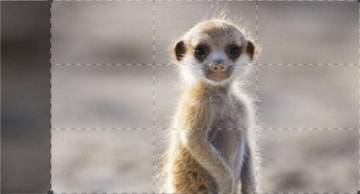 Dynasties - L'avventura della vita: Guida TV  - TV Sorrisi e Canzoni