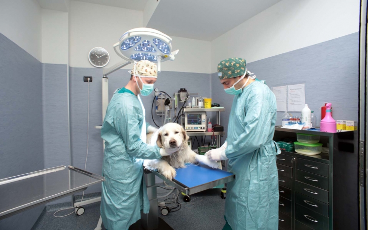 Emergenza veterinaria: Guida TV  - TV Sorrisi e Canzoni