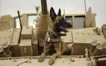 Animali militari: Guida TV  - TV Sorrisi e Canzoni