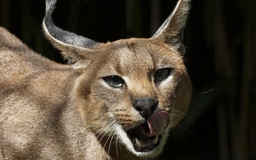 I Caracal - Nottambuli E Solitari: Guida TV  - TV Sorrisi e Canzoni