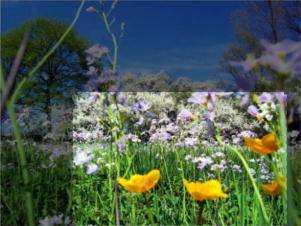 America's Wild Seasons: Guida TV  - TV Sorrisi e Canzoni