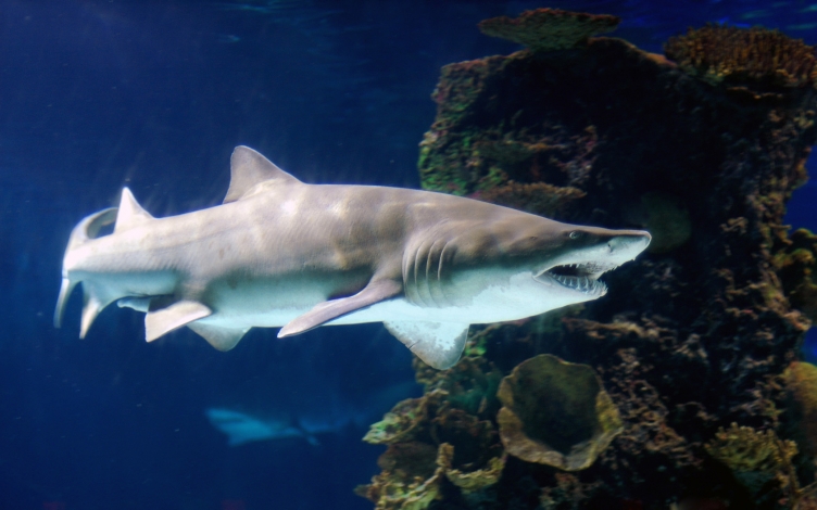 Ninja Shark: Guida TV  - TV Sorrisi e Canzoni