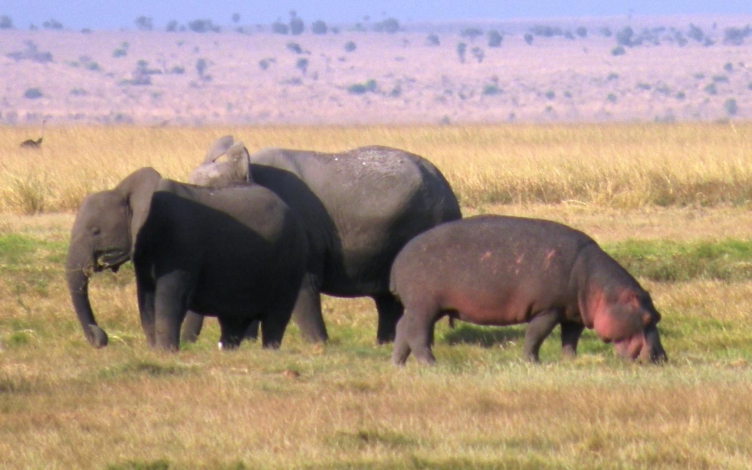 Icone del continente africano: Guida TV  - TV Sorrisi e Canzoni